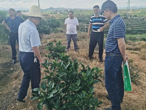 科技服務(wù)助力振興 第93批中國博士后科技服務(wù)團在贛州寧都開展技術(shù)服務(wù)紀(jì)實